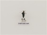 藏品(鞘翅目(1))的圖片